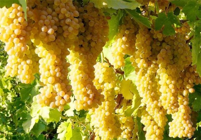 انگور ارومیه