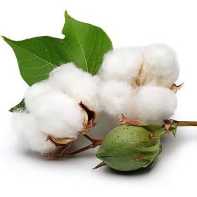 cotton