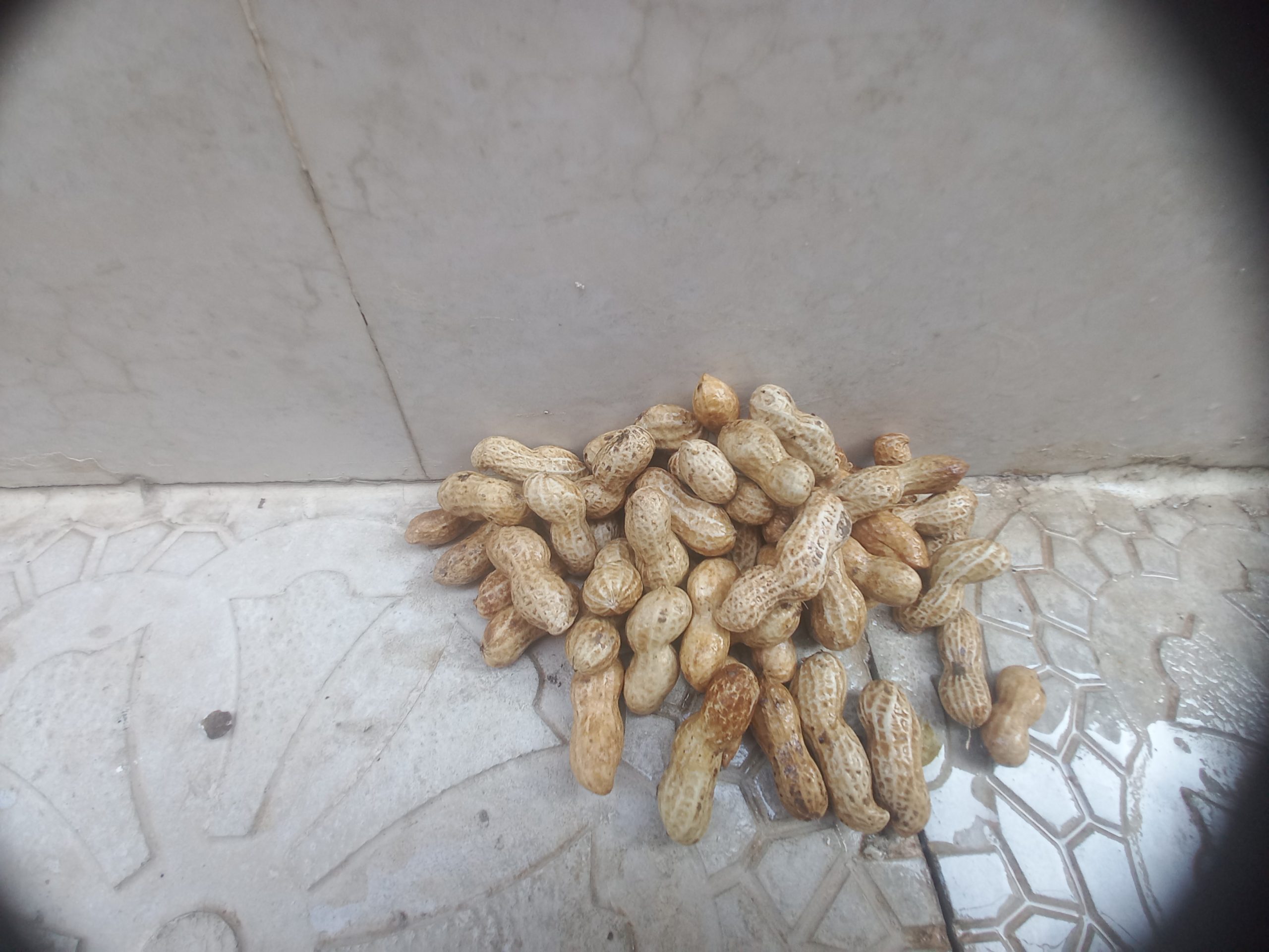 پیله بادام زمینی