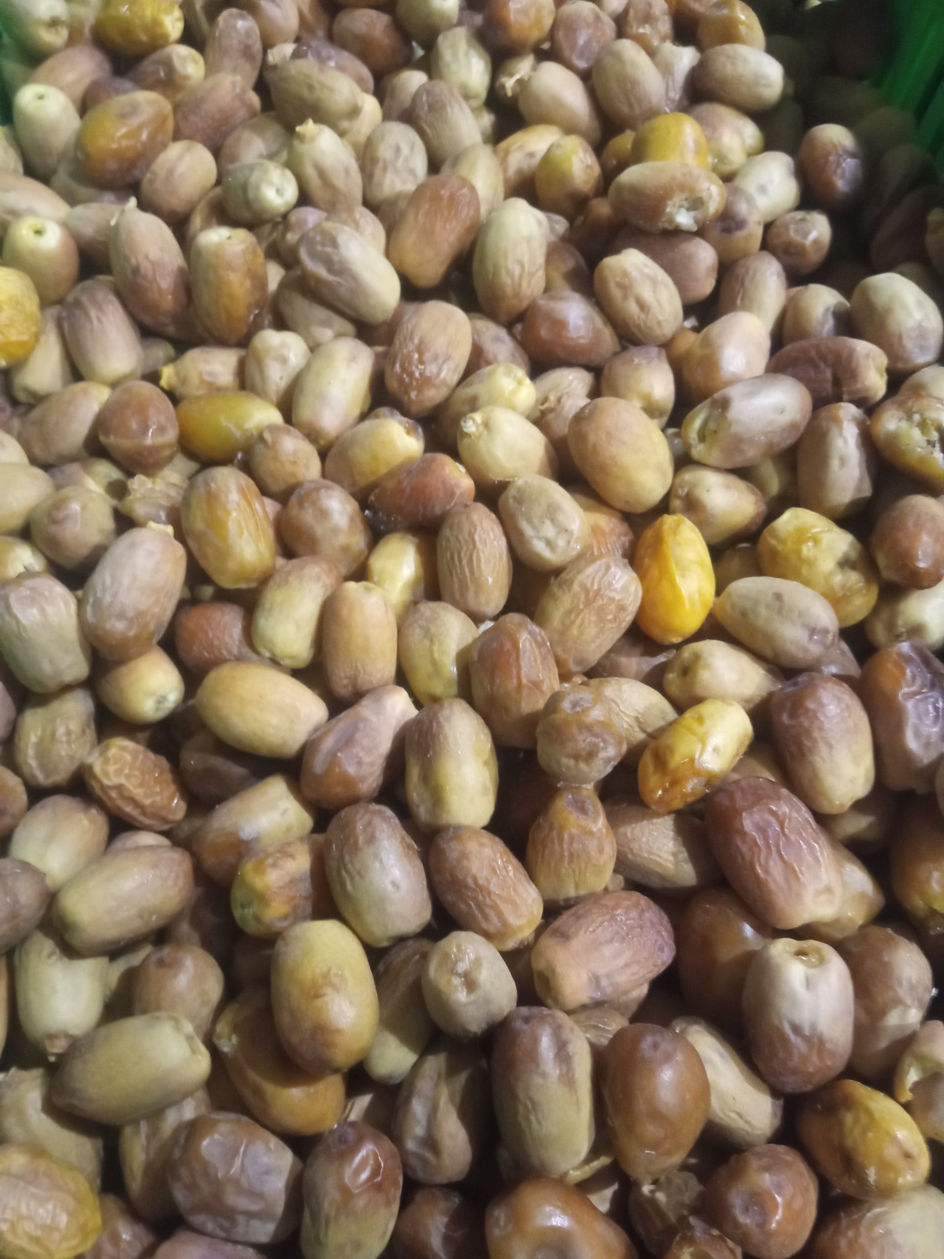 خرمای زاهدی
