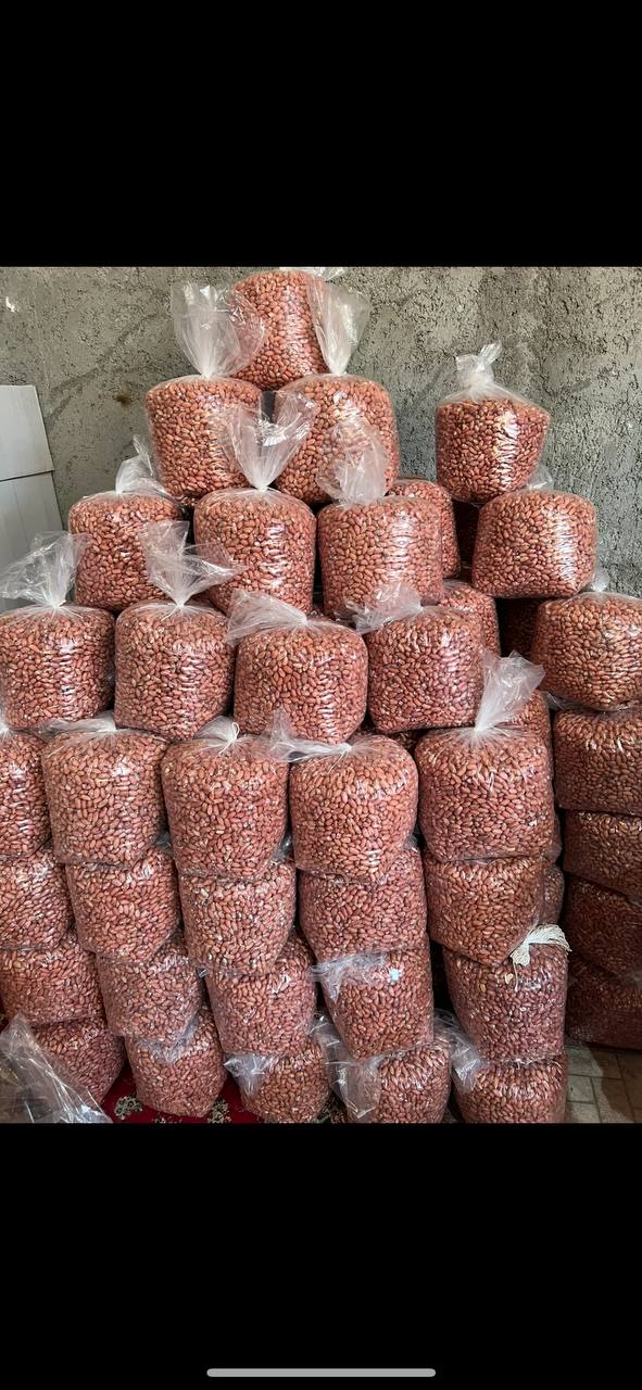 بادام زمینی تولید مغان