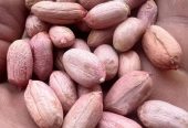 بادام زمینی تولید مغان