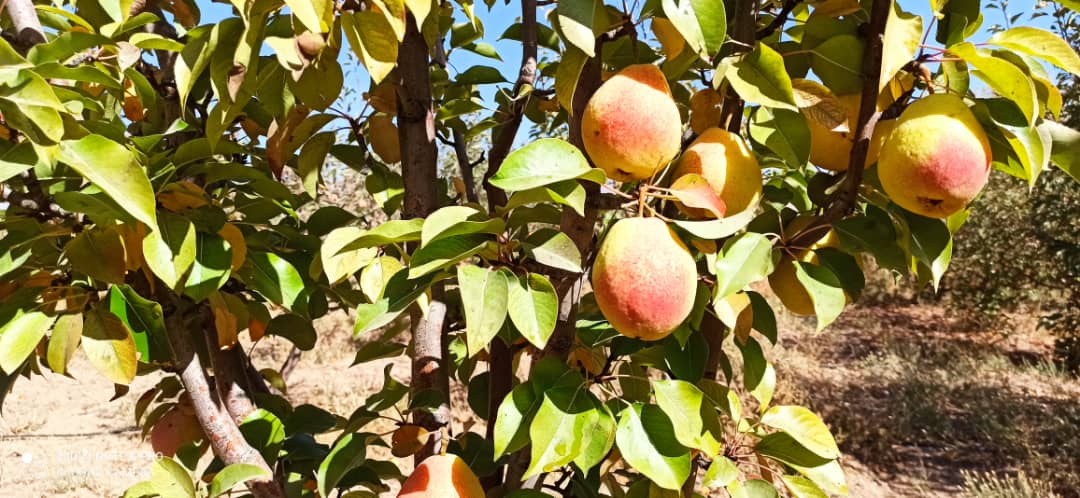 گلابی درگزی تک رج ۴کیلویی