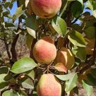 گلابی درگزی تک رج ۴کیلویی
