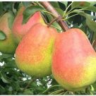 گلابی درگزی تک رج ۴کیلویی
