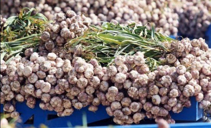 سیر مغان
