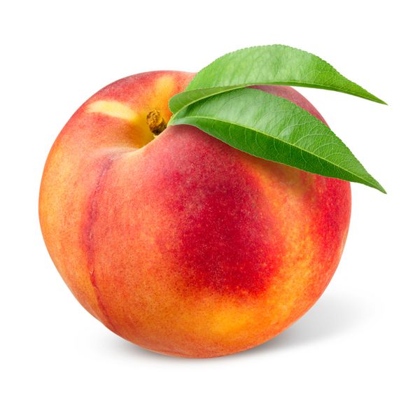 میوه شلیل مغان