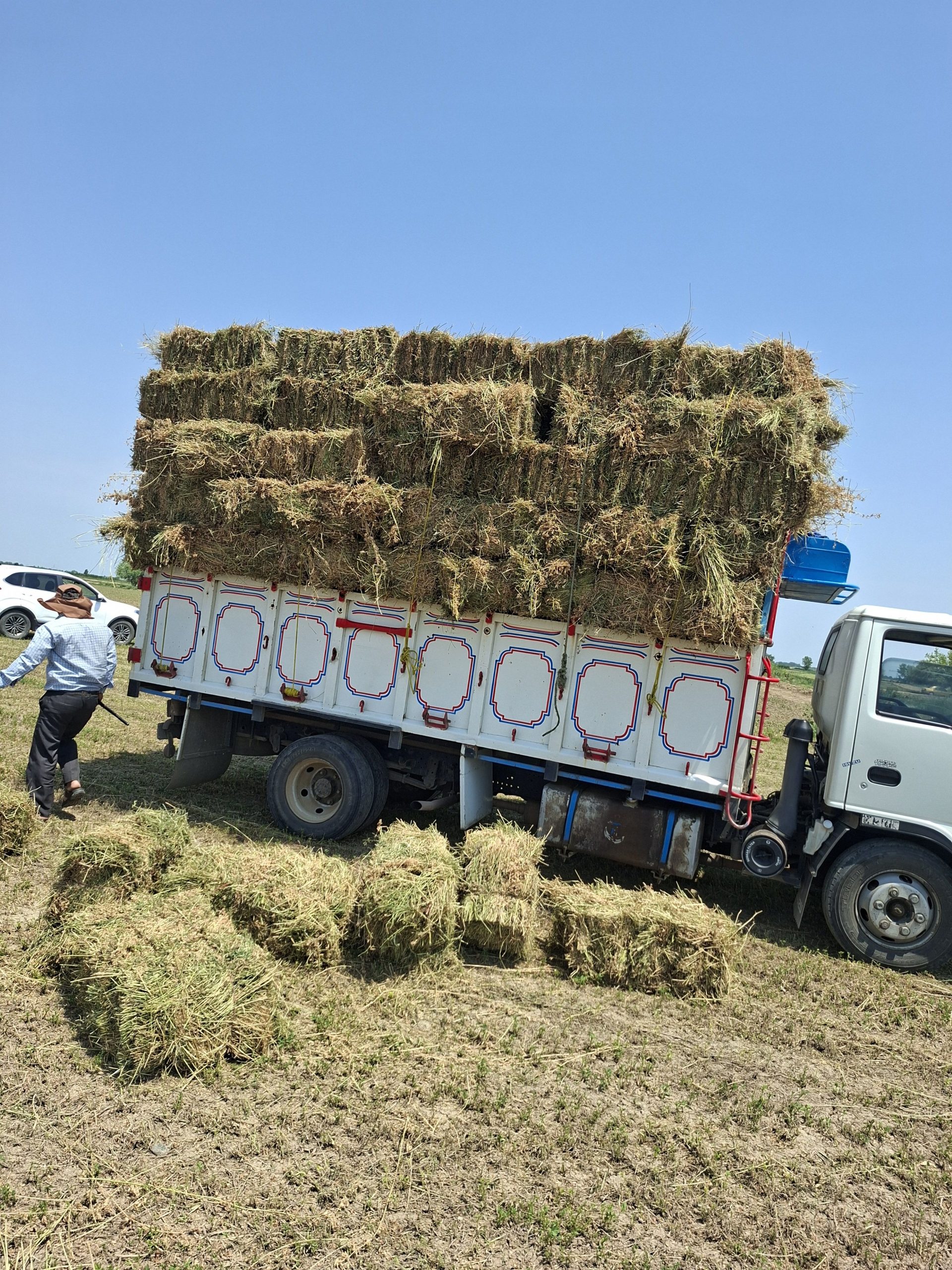 یونجه دریض