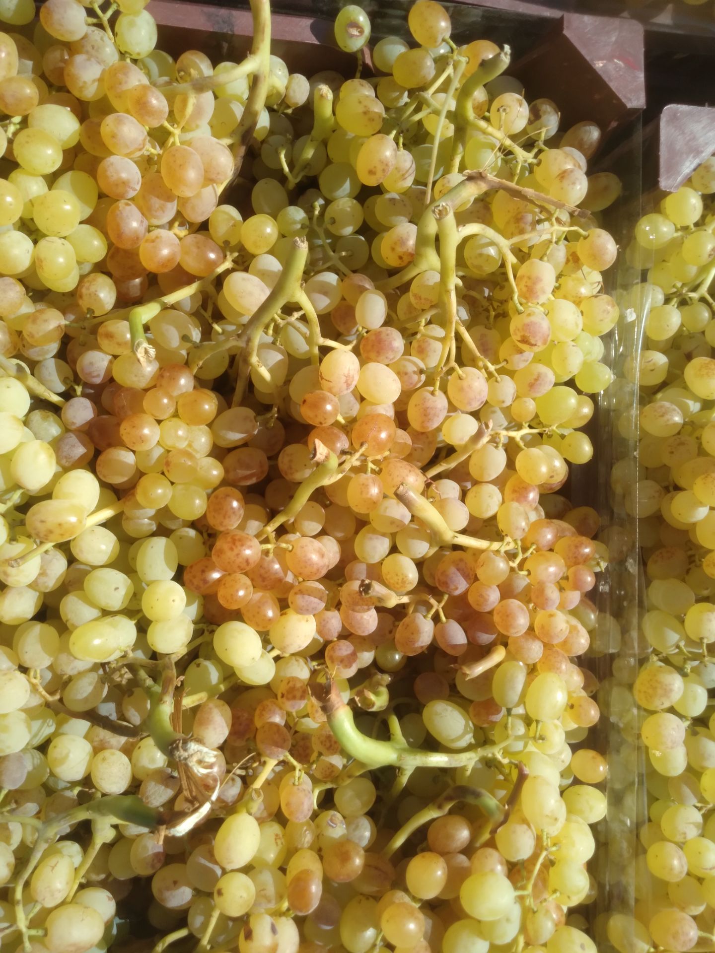 بی دانه مشگین