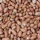 باذام ژمینی