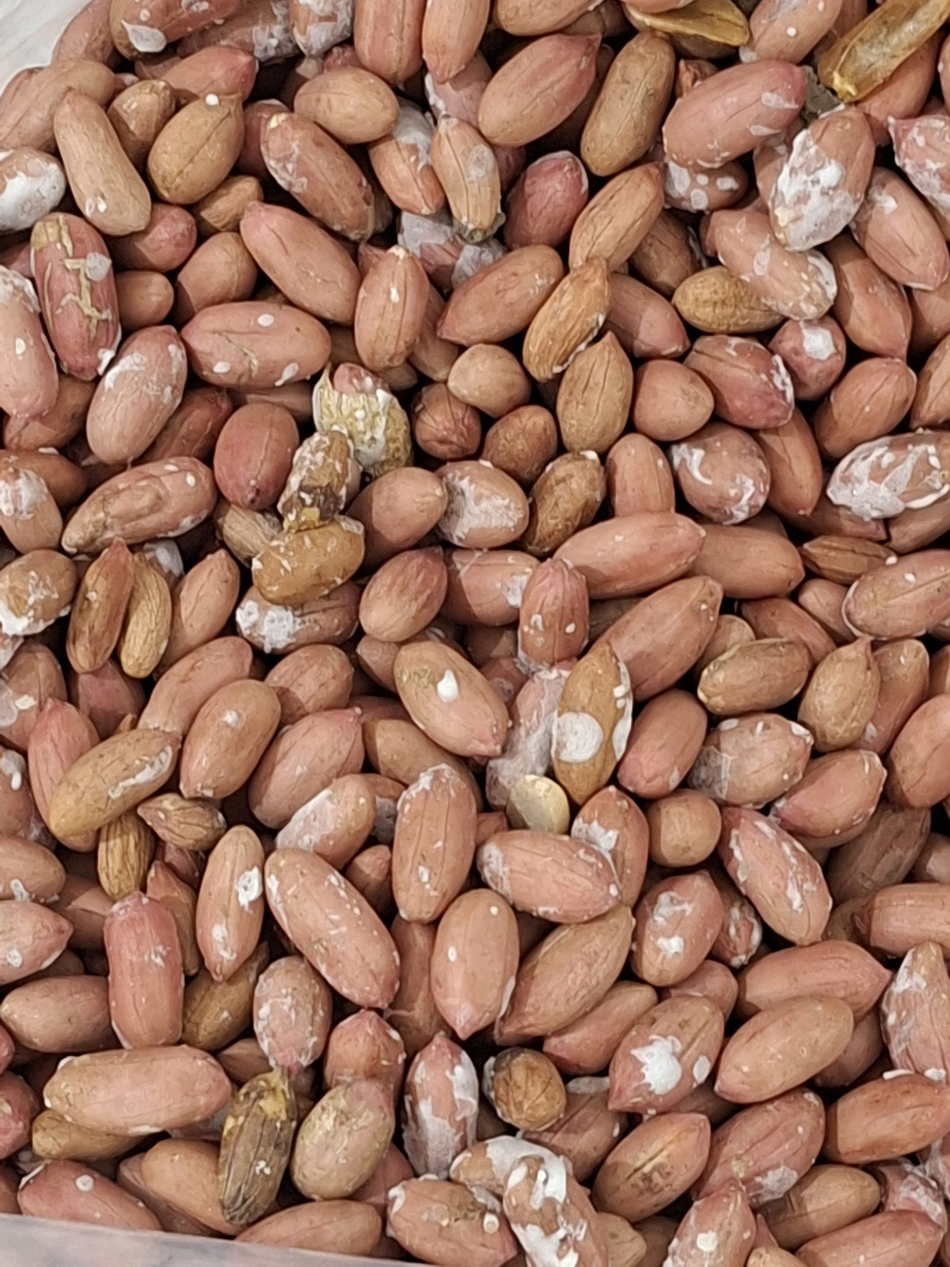 باذام ژمینی