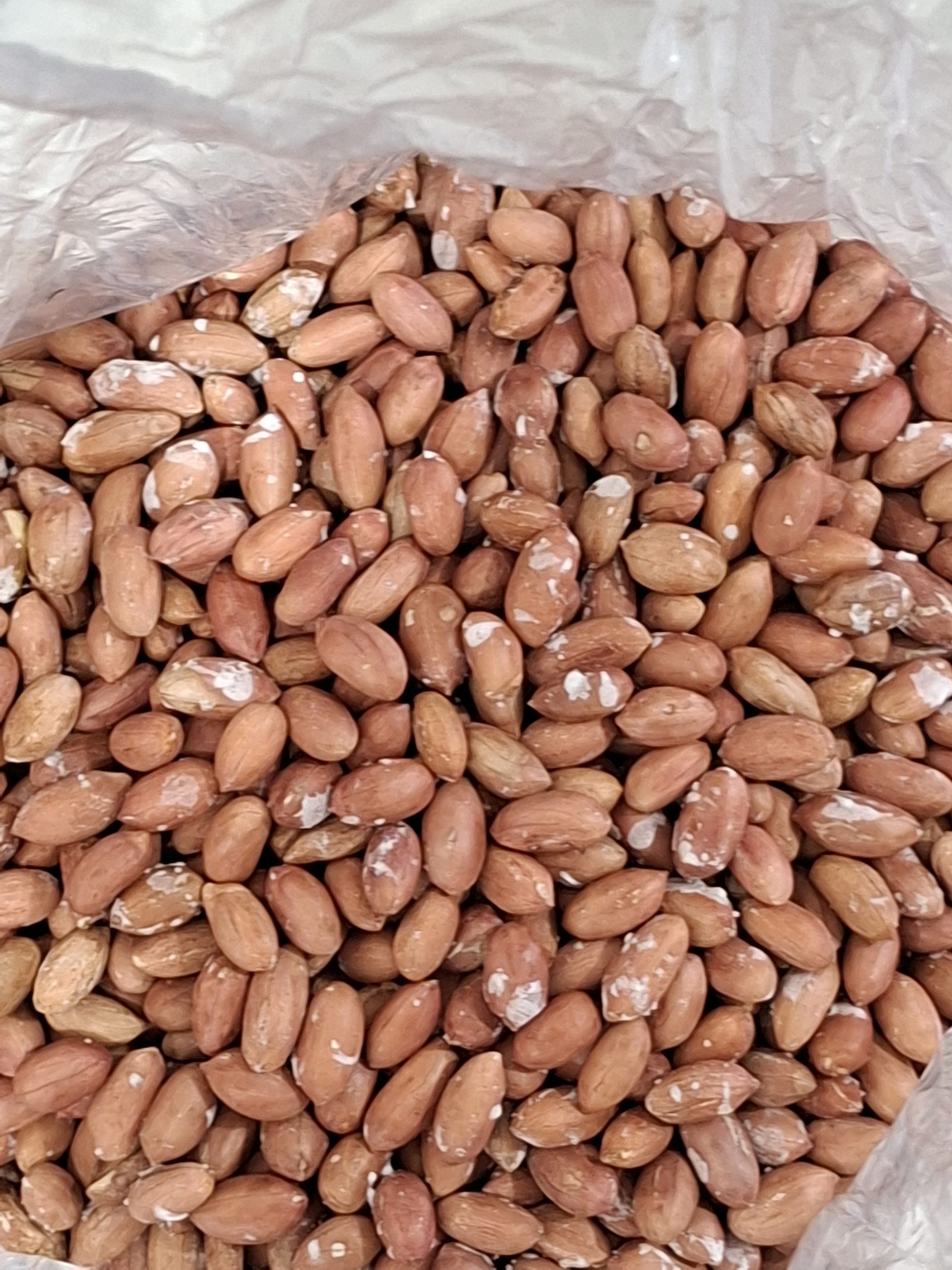 بادام ژمینی مغان