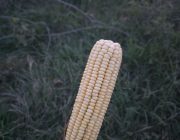 1000084384
