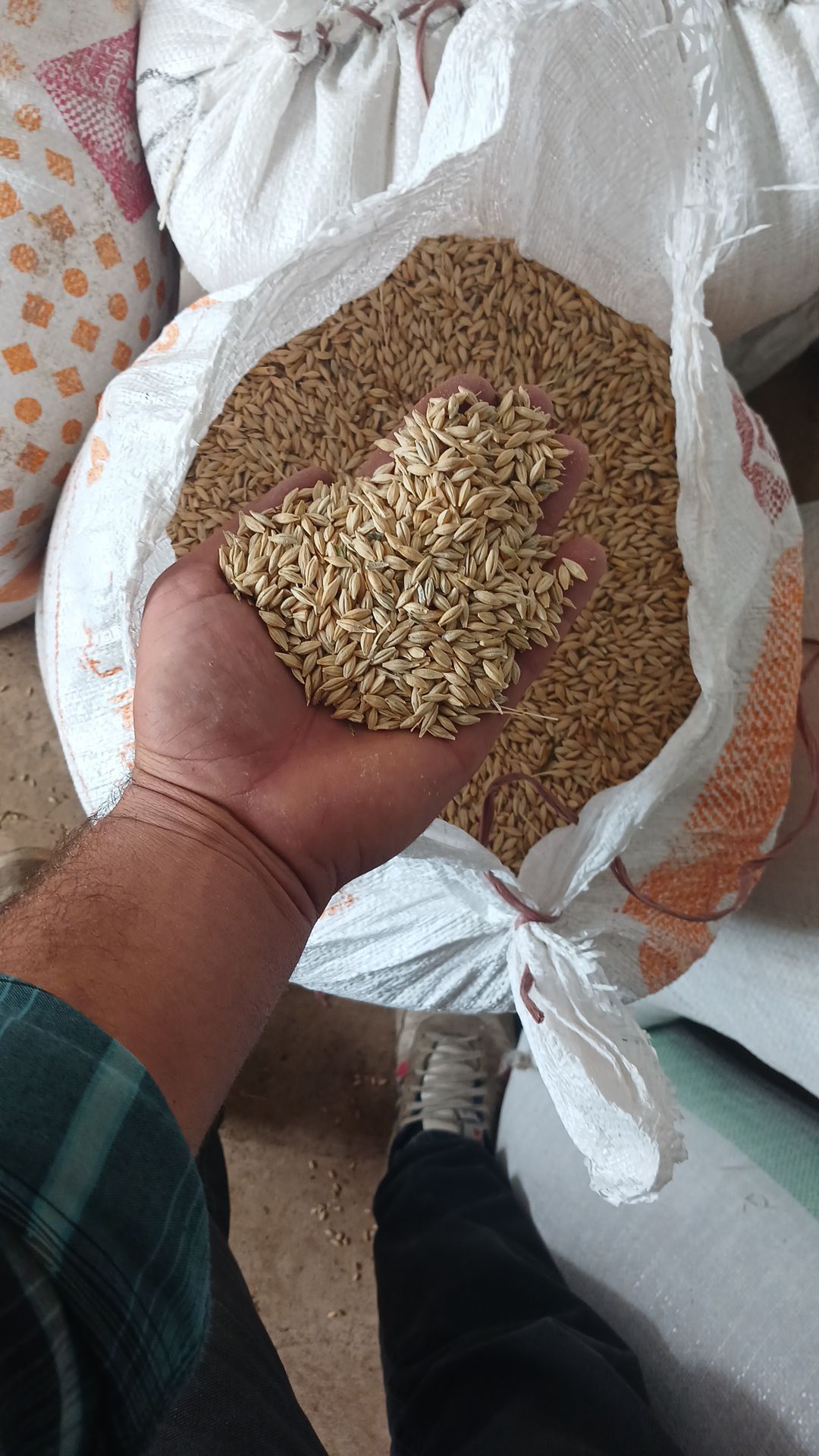 جو دشت مغان