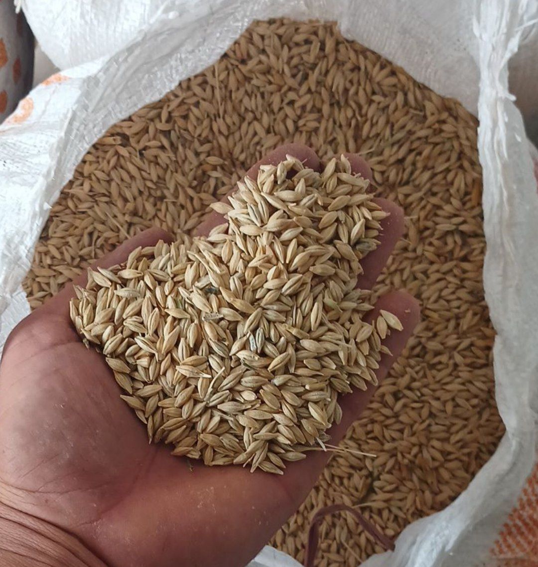 فروش جو